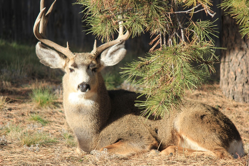 Buck Deer Animal Free photo on Pixabay