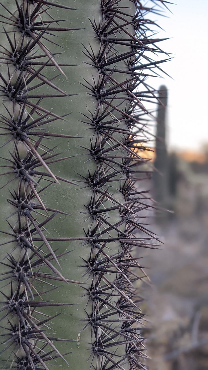 Cactus Sting Portrait - Free photo on Pixabay