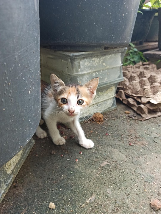 ペット かわいい 猫 Pixabayの無料写真