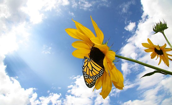 Free Butterfly Cocoon photo and picture