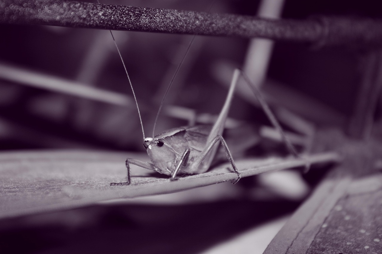 昆虫 院子 自然 - Pixabay上的免费照片 - Pixabay