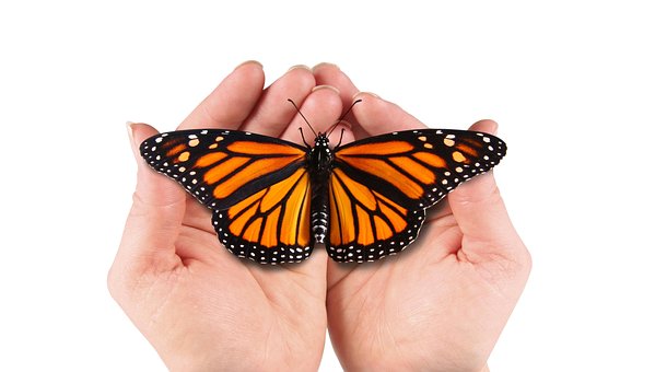 Free Butterfly Cocoon photo and picture