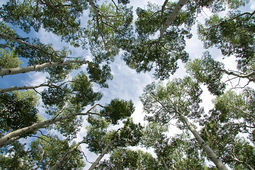 Free Trees Nature photo and picture