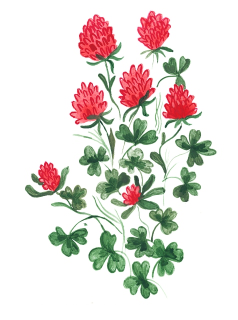 Free clover cloverleaf luck vector