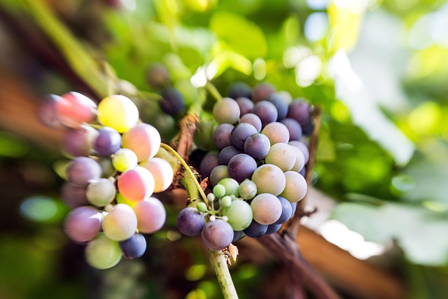 Free Grapes Vine photo and picture