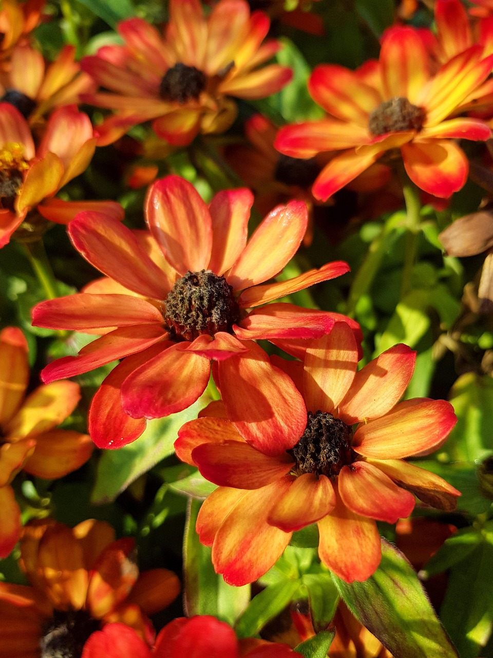 Narrowleaf Zinnia Flowers Plants Free photo on Pixabay Pixabay