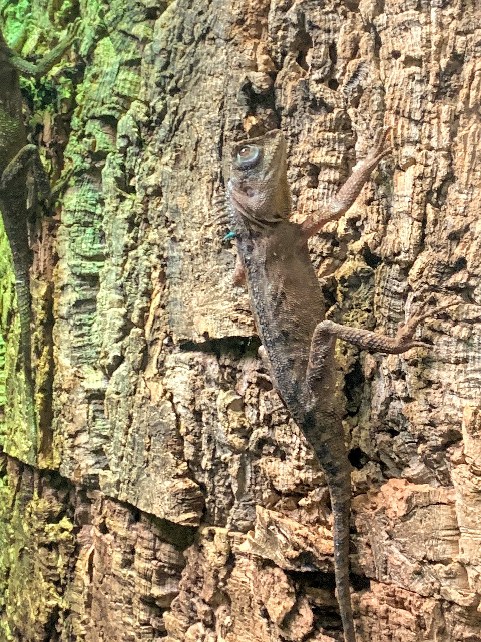Lizard Bark Tree Free photo on Pixabay Pixabay