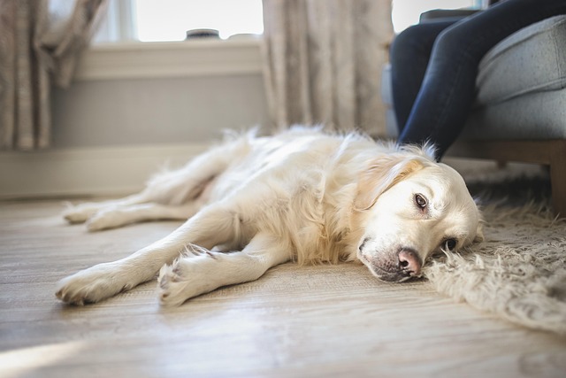 Free Dog Pet photo and picture