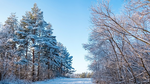 Free Bashkiria Winter Forest photo and picture