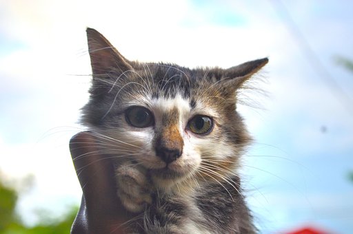 Kat, Kæledyr, Slikker, Dyr, Tabby Kat