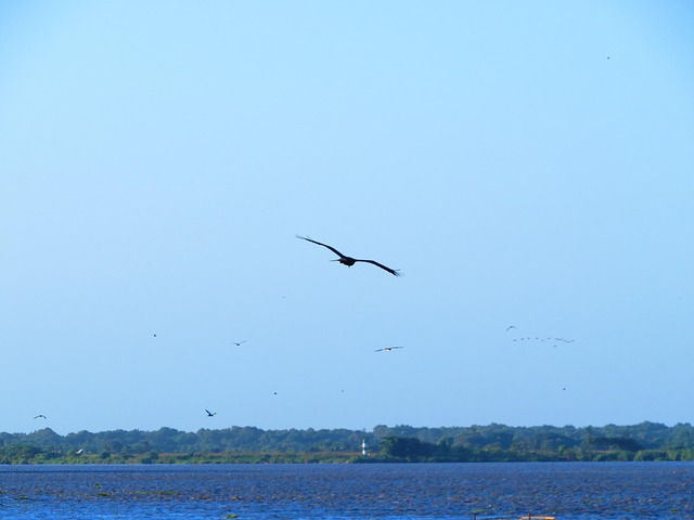 Volando Aves Pajaros - Foto gratis en Pixabay
