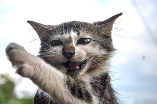 Kat, Killing, Kæledyr, Dyr, Huskat