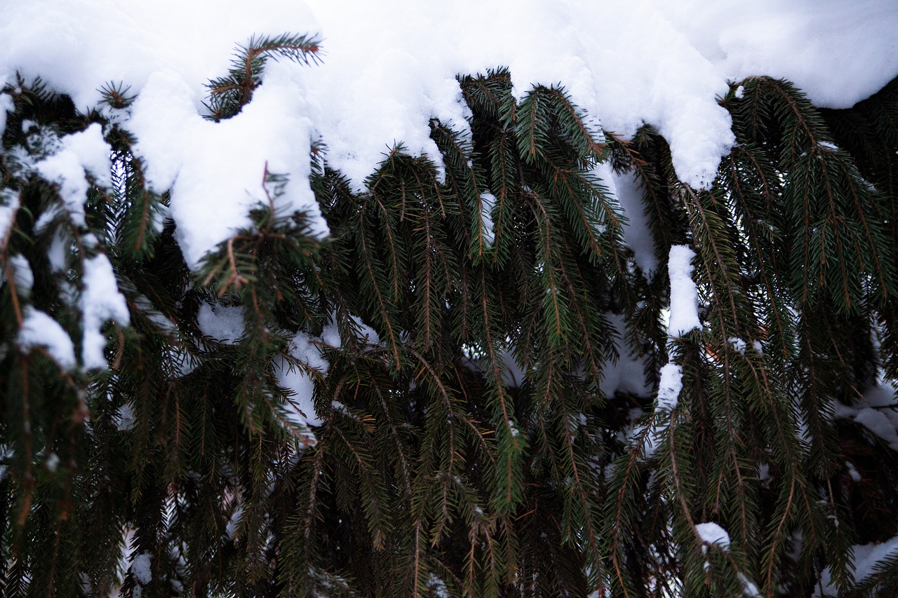 Winter December Snow - Free photo on Pixabay - Pixabay