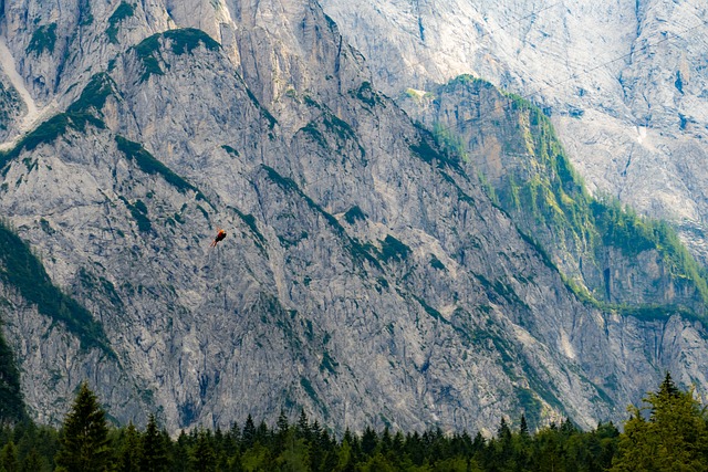 Free Zipline Adrenaline photo and picture