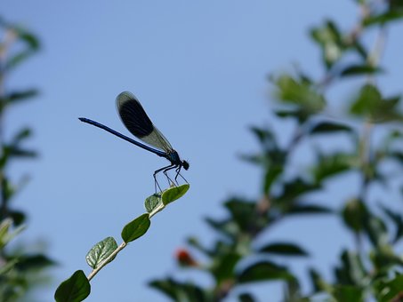 Free Insects Dragon-Fly photo and picture