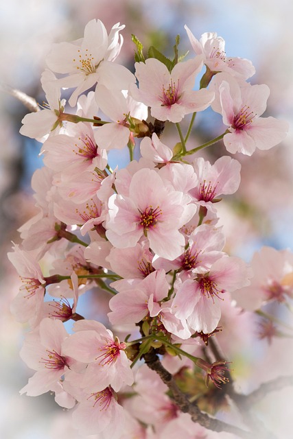 Free Flowers Cherry Blossom photo and picture
