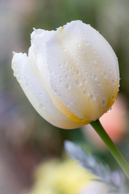 Free Flower Tulip photo and picture