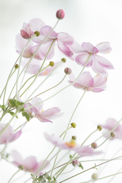 Free Flowers Petals photo and picture