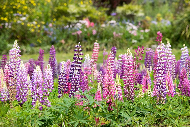 Free Flowers Flower Wallpaper photo and picture