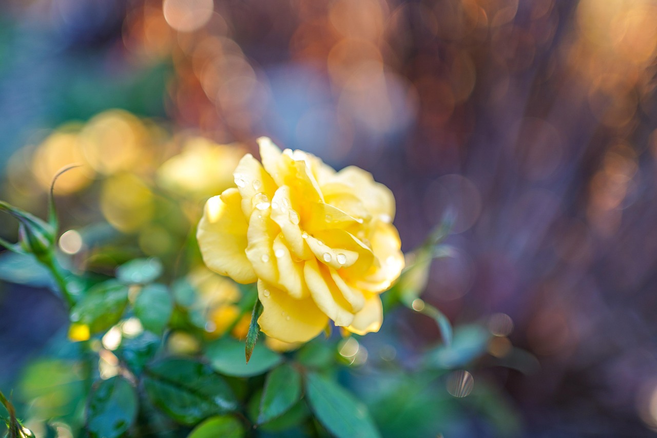 Mawar Bunga Embun Titik - Foto gratis di Pixabay - Pixabay