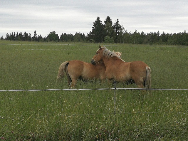 Free Horseflesh Meadow photo and picture