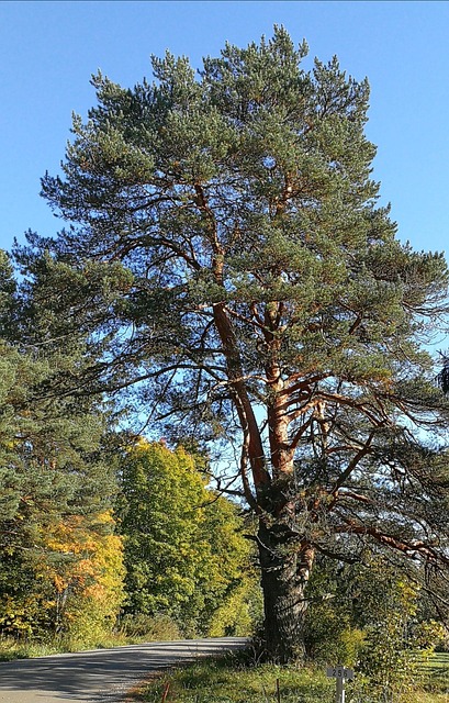 Free Wood Pine photo and picture