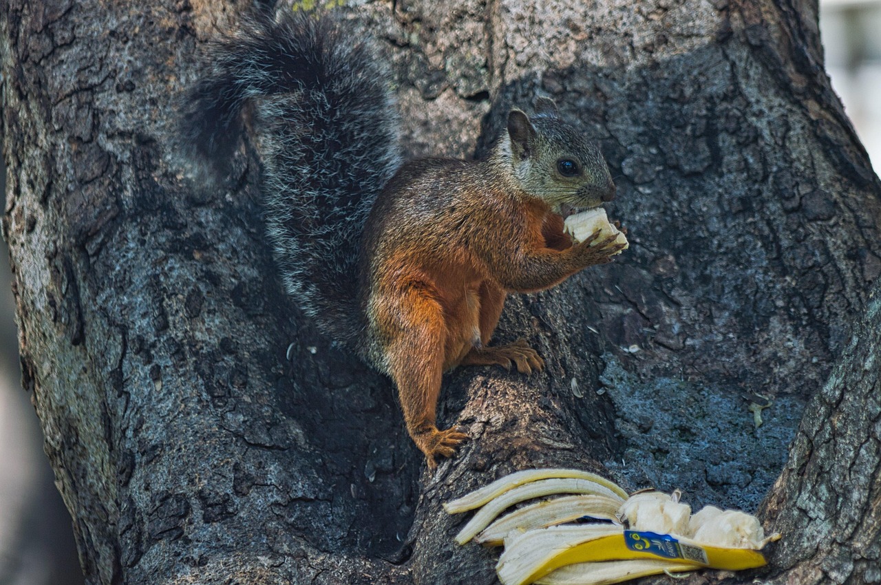 Costa Rica Animal Fauna Free photo on Pixabay Pixabay
