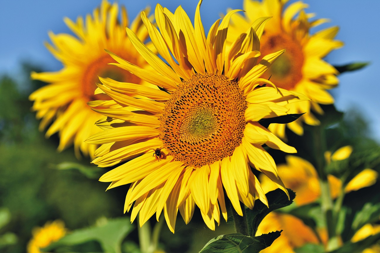 Sunflower Flower Bee - Free photo on Pixabay - Pixabay