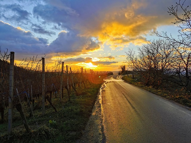 Free Sunset Vines photo and picture
