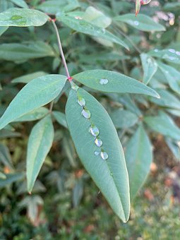 Free Leaf Dew Drops photo and picture