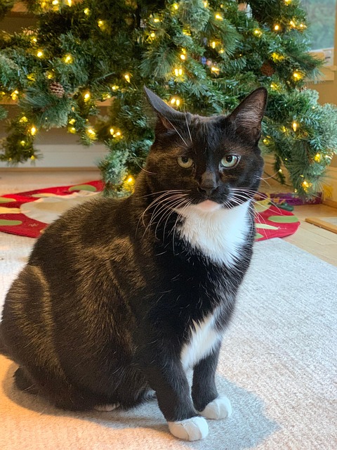 Free Cat Christmas photo and picture
