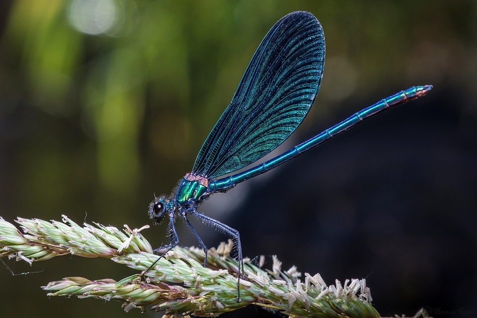 Caballito Del Diablo Insecto - Foto gratis en Pixabay - Pixabay