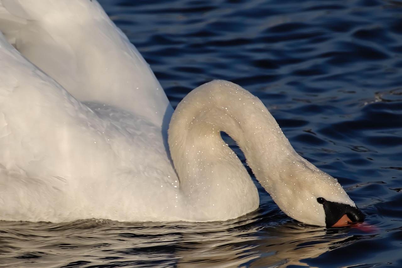 Cygne Plonger Oiseau D'Eau - Photo gratuite sur Pixabay - Pixabay