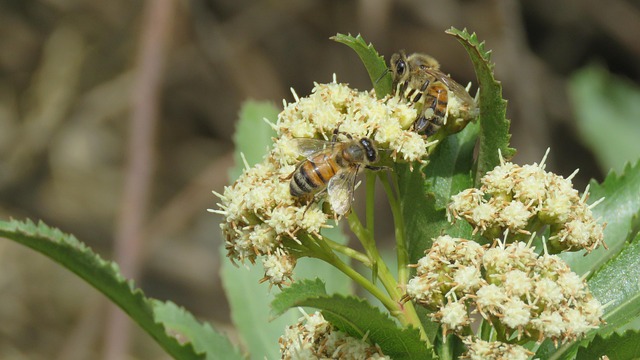 Free Bee Insect photo and picture