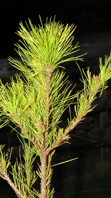 Free Pine Nature photo and picture