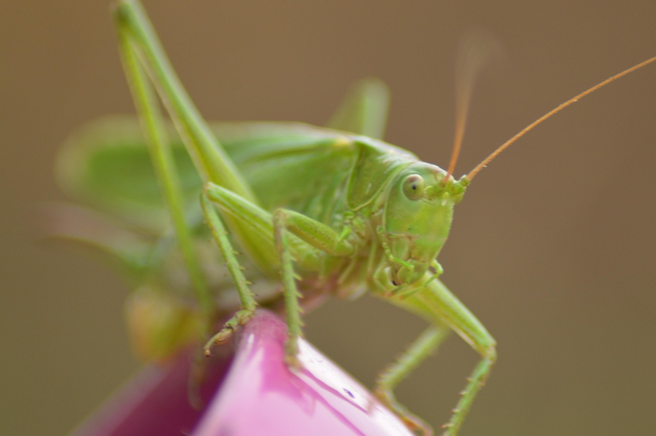 Animal Insecte Vert - Photo gratuite sur Pixabay - Pixabay
