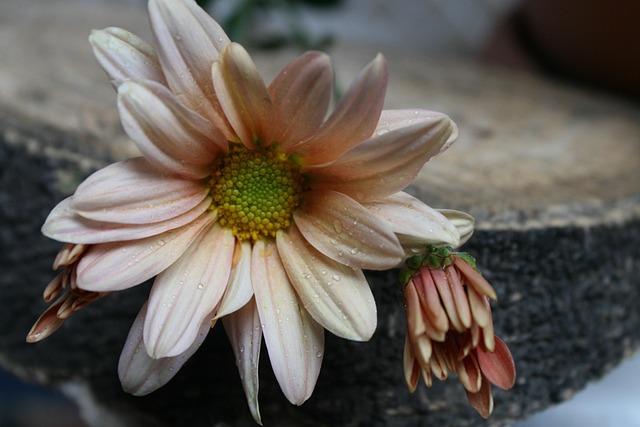 Free Flower Nature photo and picture