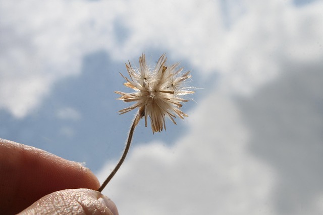 Free Flower Nature photo and picture