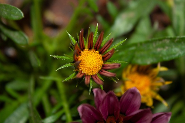 Free Flower Nature photo and picture