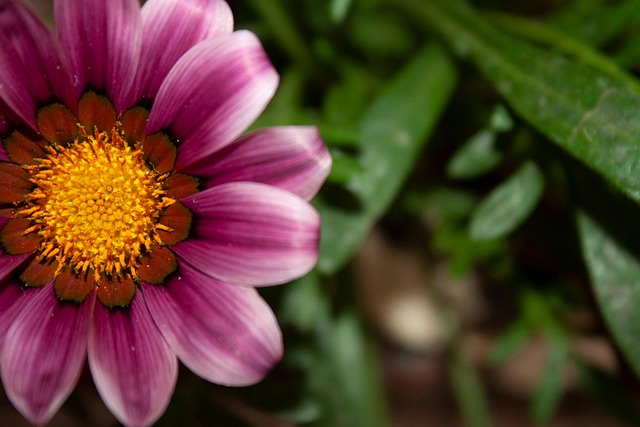 Free Flower Nature photo and picture