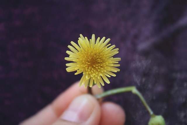 Free Plant Flower photo and picture