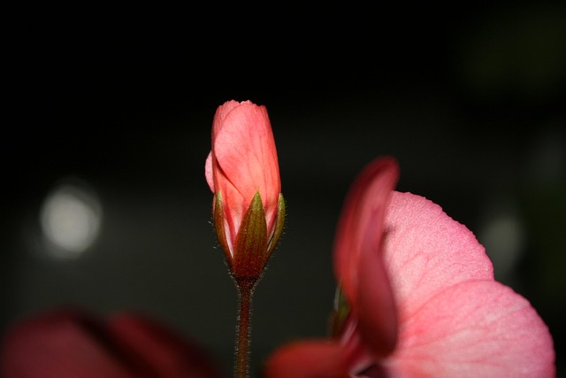 Free Geranium Flowers photo and picture