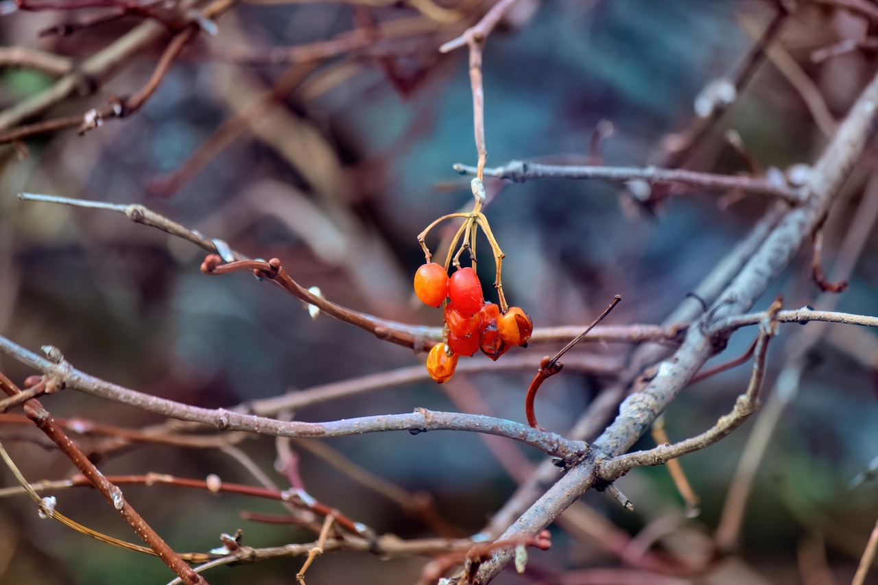 Baies Rouges Autumn Automne Baies La Nature - Photo gratuite sur Pixabay - Pixabay