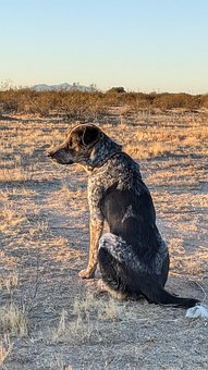 Free Dog Desert photo and picture