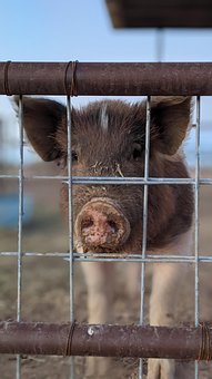 Free Domestic Pig Pig photo and picture