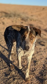 Free Dog Stray Dog photo and picture