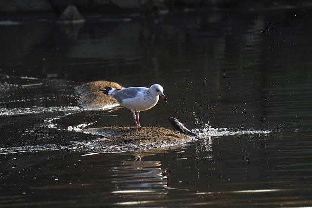 60+ Free Seagull Feeding & Seagull Images - Pixabay