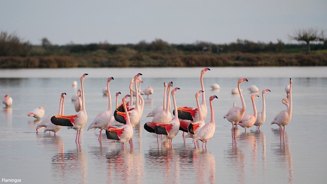 Free Flamingos Birds photo and picture