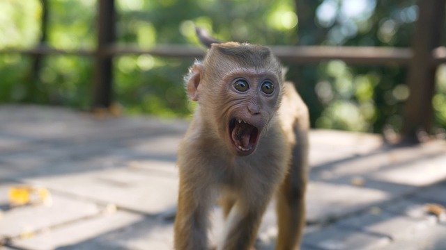 Free Monkey Animal photo and picture