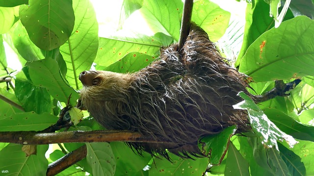 Free Animal Forest photo and picture